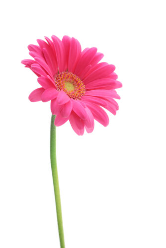 ピンクガーベラ：花言葉は『崇高な美しさ』