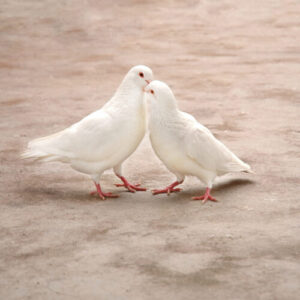 絶対に確実に連絡が来る待ち受け⑩：白い鳩